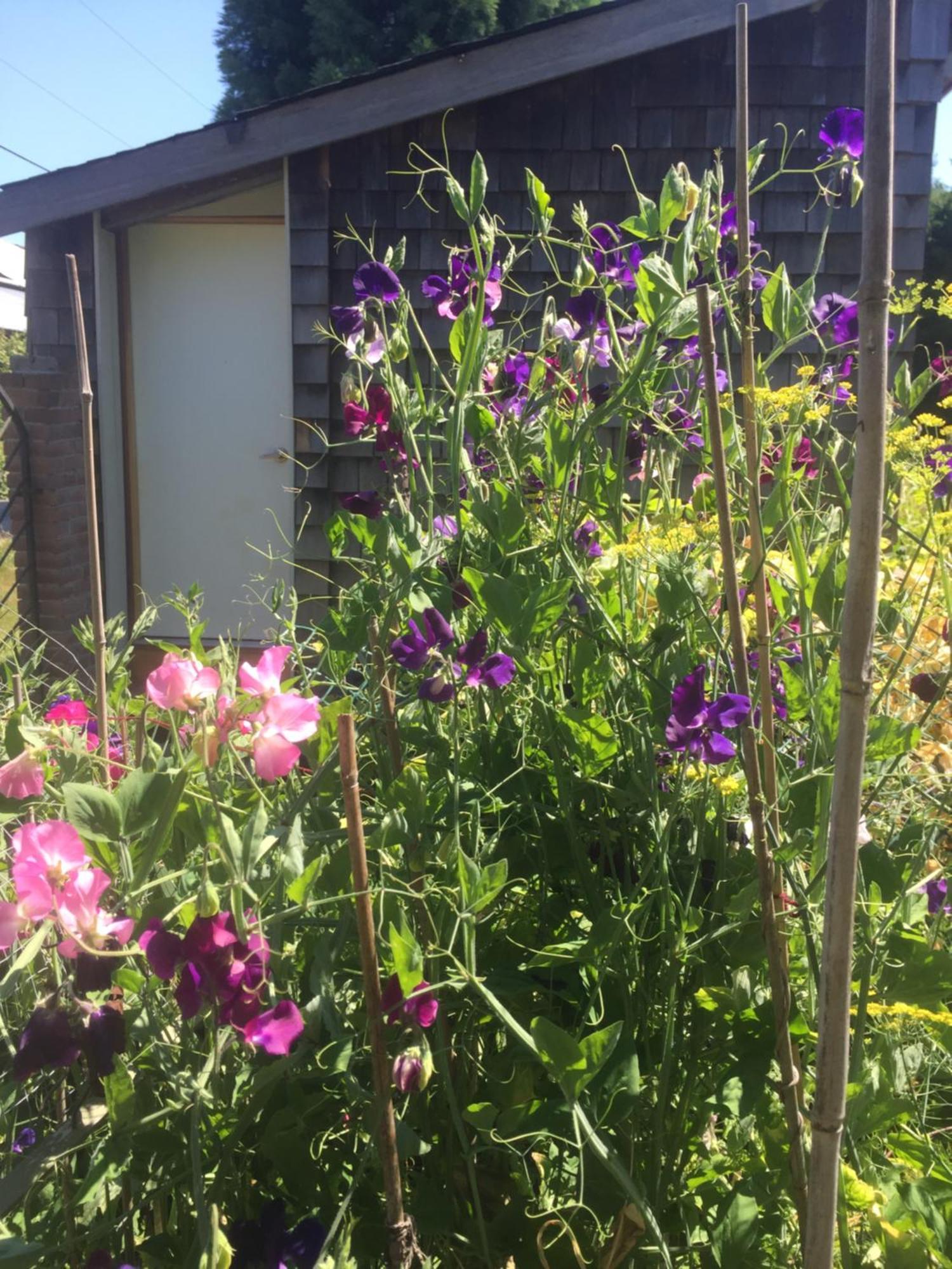 Estuary House Reflexology B&B Courtenay Exteriör bild