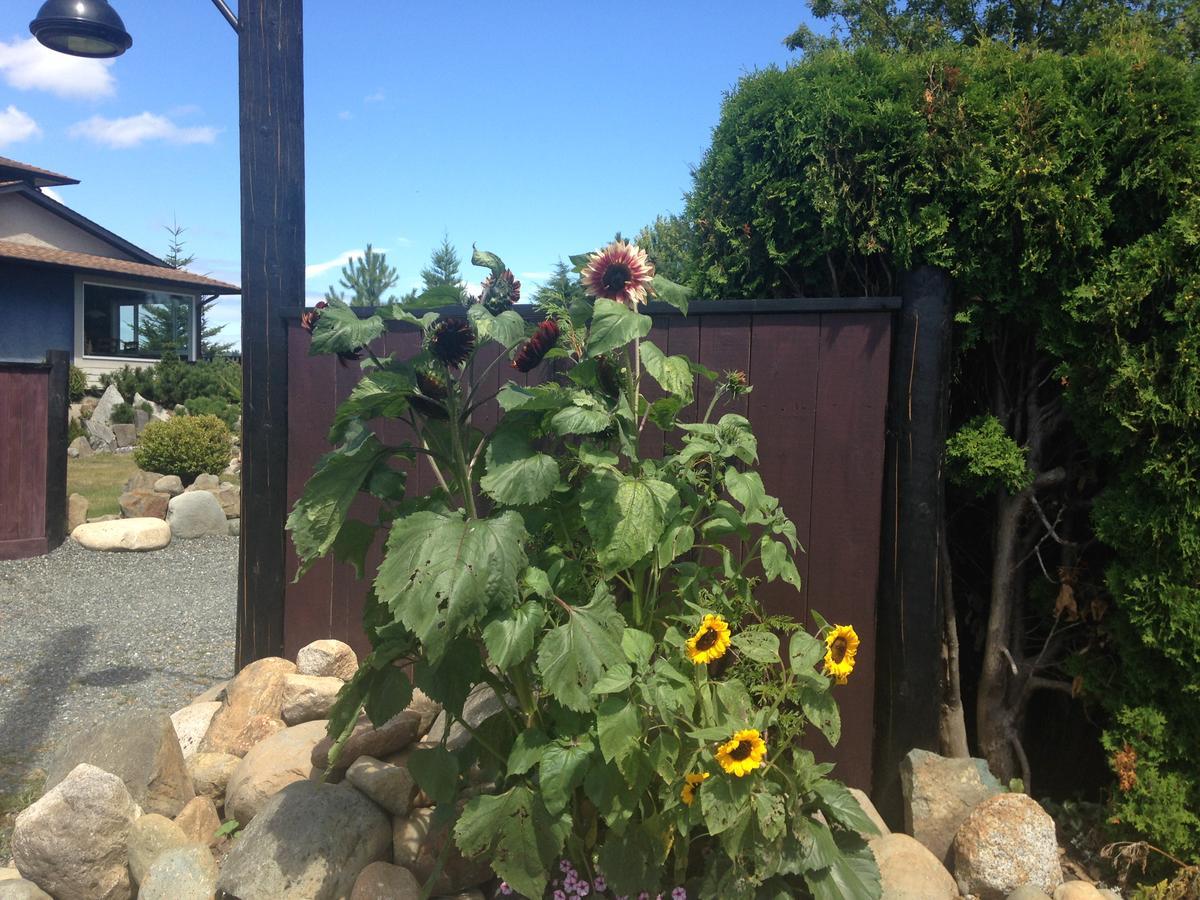 Estuary House Reflexology B&B Courtenay Exteriör bild
